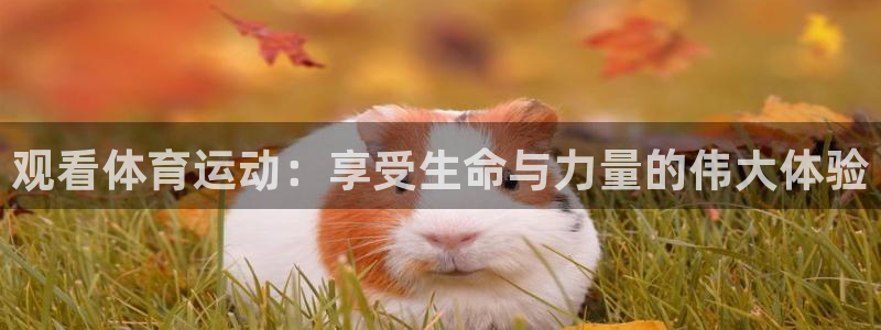 xc体育：观看体育运动：享受生命与力量的伟大体验